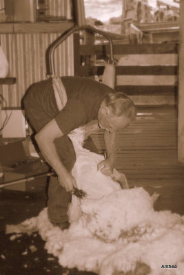 The Shearer