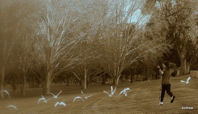 Running with the cockatoos