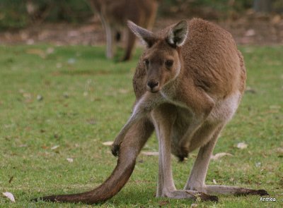 damn itch!