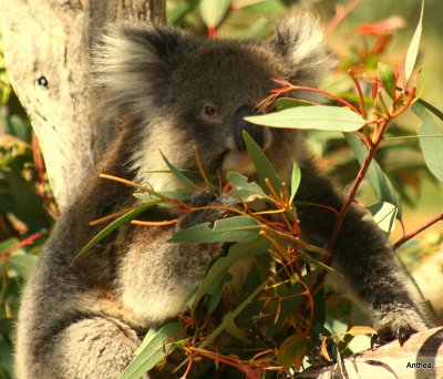 Koala Lou, I do love you!