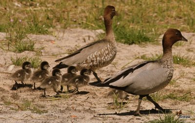 Yanchep National Park