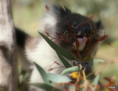 Koala Lou