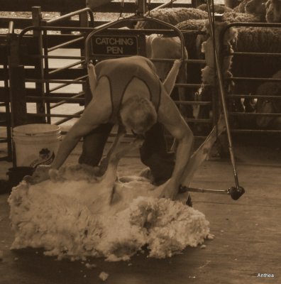 The sheep shearing show     (try saying that after a few drinks!)