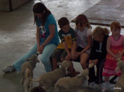 feeding the lambs