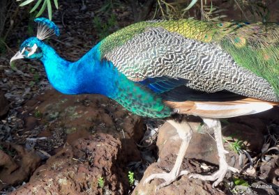 a beautiful Peacock