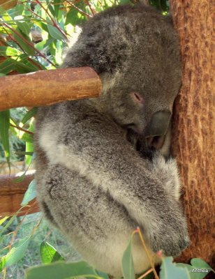 a sleeping Koala