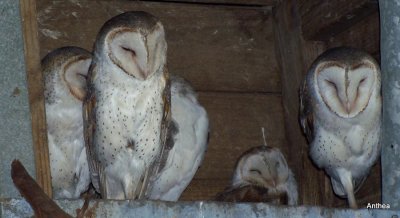 the owls are all sleeping