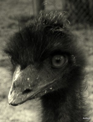 Mr Emu up close