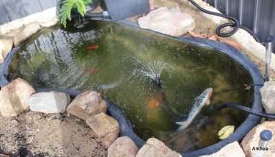 The fish are very happy but the pond needs to be 'pretty' now.  This will be our next job.