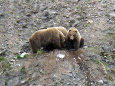 bears bedding on hillside - closeup