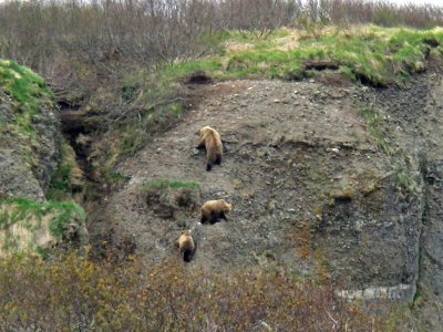 bears climbing hill