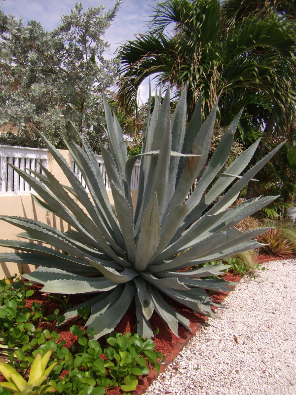 Agave Americana