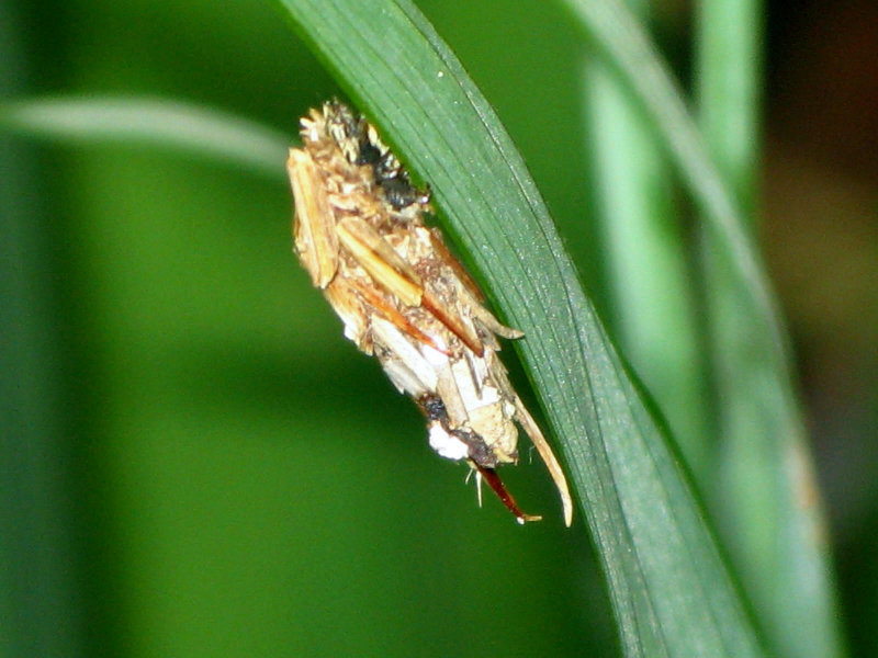 Bagworm Moth Cocoon