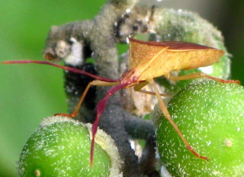 Leaf-footed  Bug