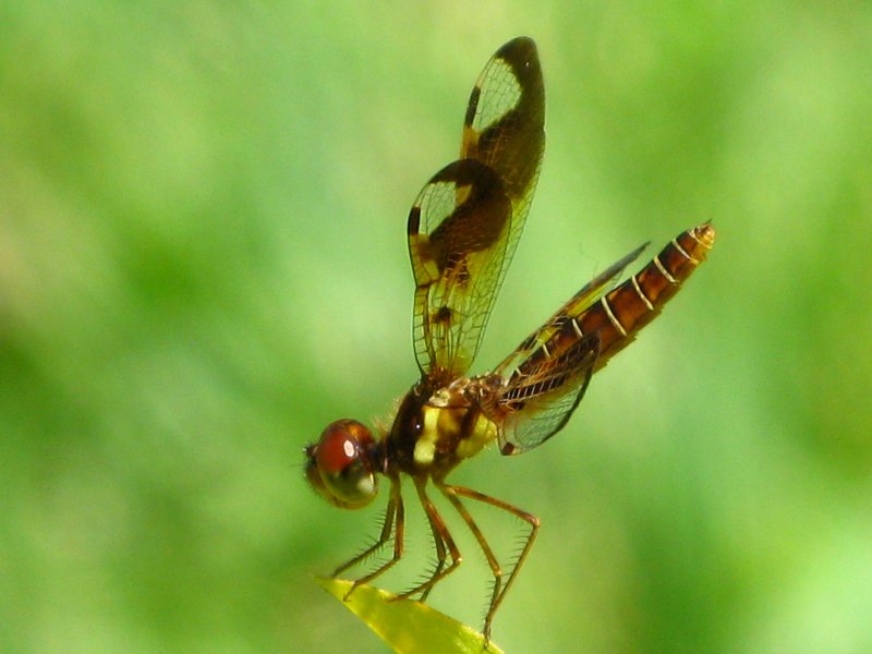 Eastern Amberwing female