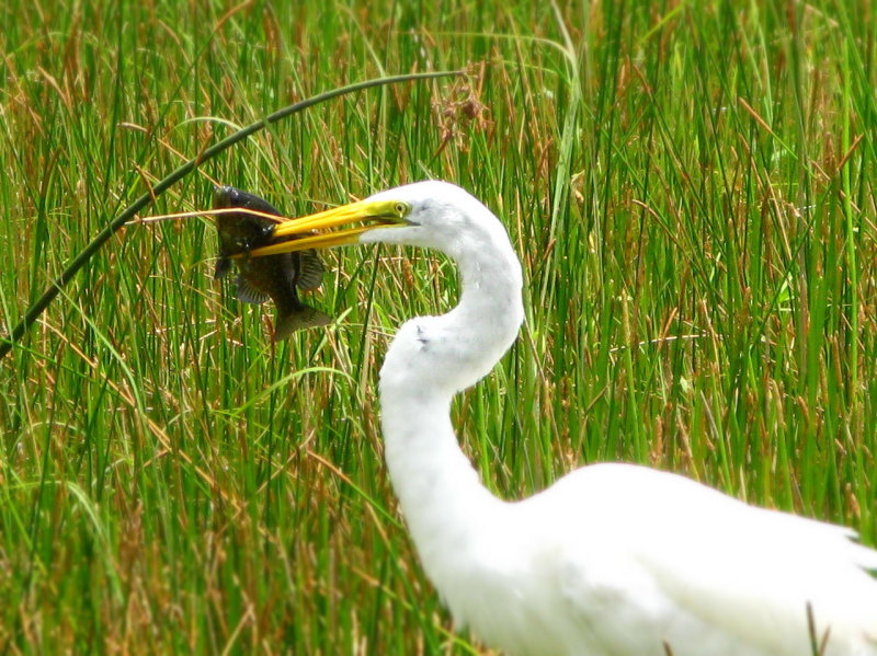 Great Egret