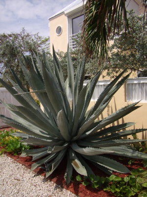 Agave/ Century Plant