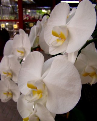 Orchids