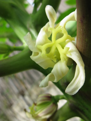 Papaya blossom