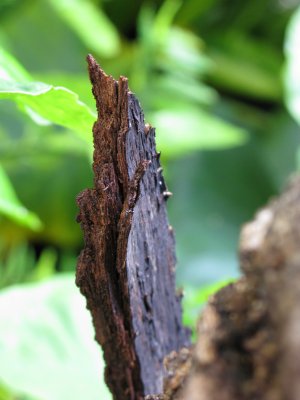 Bark - Mango tree