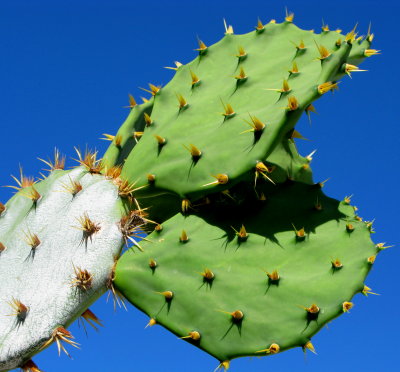 Prickly Pear Cactus