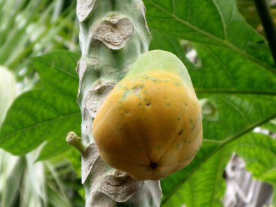 Last Papaya fruit of the season