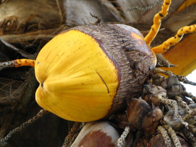 Double  colored coconut