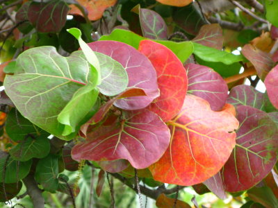 Sea-Grape leaves