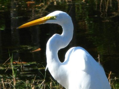 Great Egret