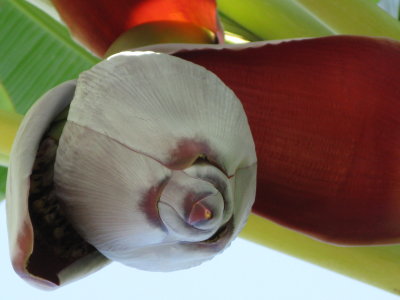 Common banana flower