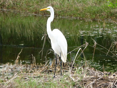 Great Egret