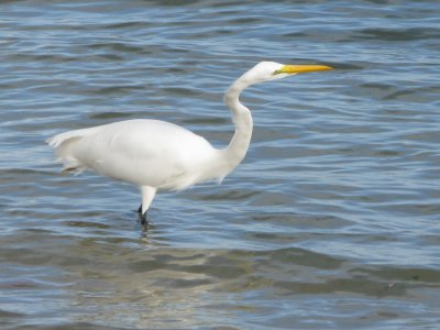 Great Egret -  The ocean can be tricky...