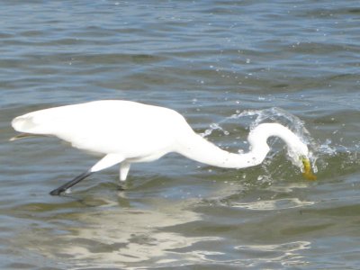 Great Egret - Hurry up!