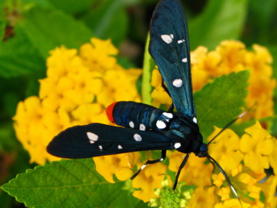 Polka Dot Wasp Moth