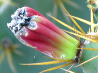 Prickly Pear Cactus