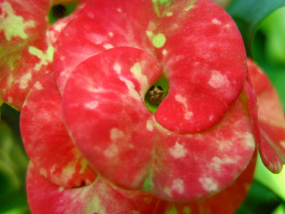 Giant Crown of Thorns Euphorbia