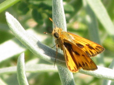 Fiery Skipper 