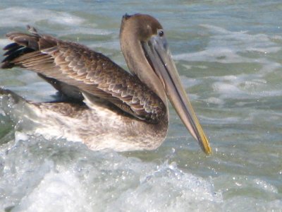 Pelican - I'm enjoying the ocean surf after dinner!