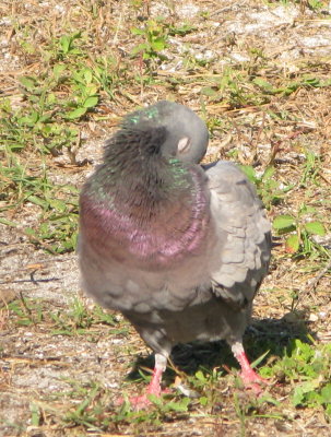 Pigeon Yoga