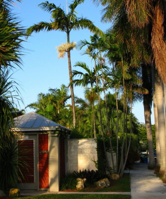 Variety of palms