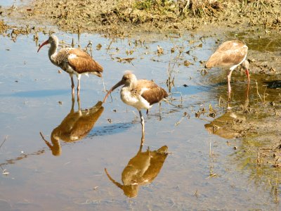 Juvenile White Ibis