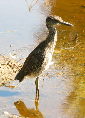 Yellow-crowned Night Heron, Juvenile