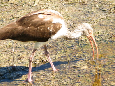 Juvenile White Ibis