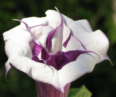 Angel's Trumpet