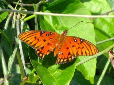 Gulf Fritillary