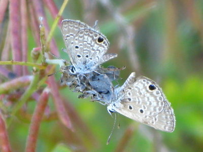 Ceraunus Blue