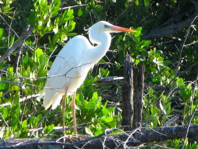 Great White Heron