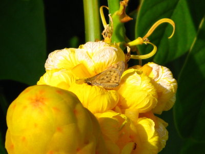 Candlestick plant & butterfly