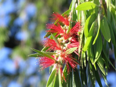 Bottle Brush Tree