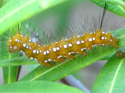 Caterpillar Polka Dot-Wasp Moth